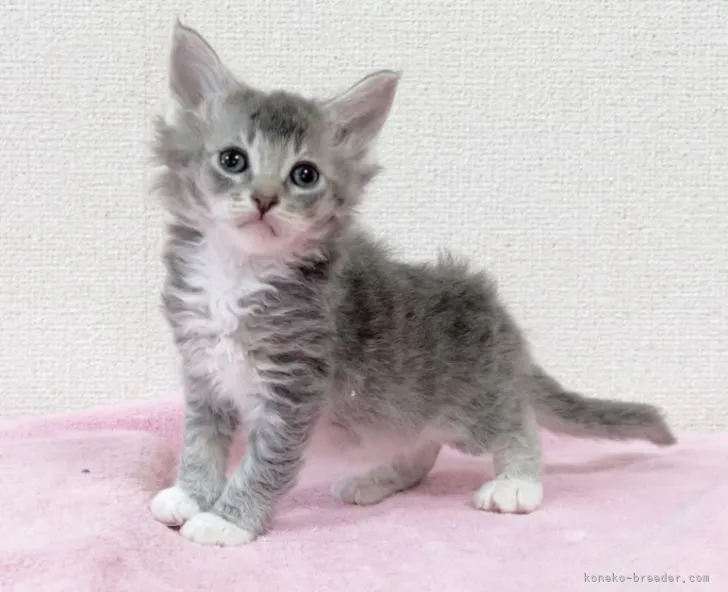 ID：2202-00558の子猫