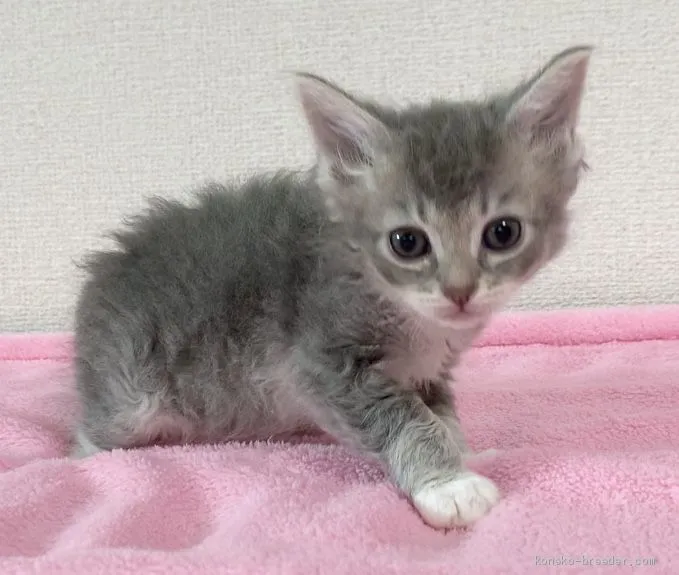 ID:2009-01177の子猫