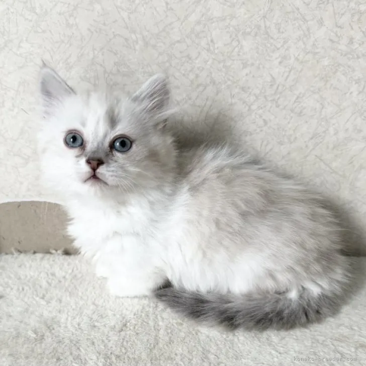 ID：2311-01250の子猫