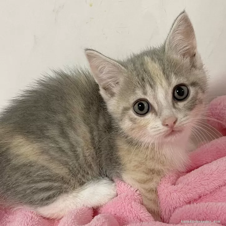 ID:2408-01748の子猫