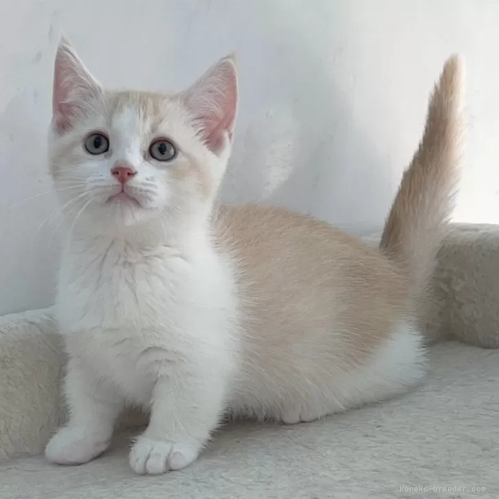 ID:2403-00077の子猫