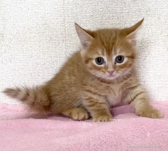 ふく 様のお迎えした子猫