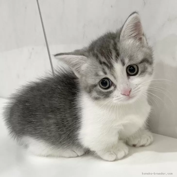 ID：2411-00105の子猫