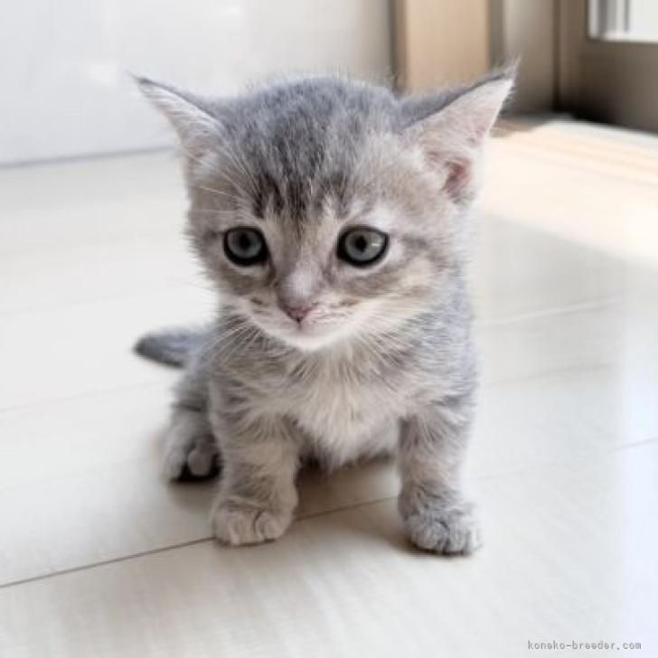 マンチカン 短足 埼玉県 女の子 22年5月5日 ブルートービー 可愛いお顔 可愛いです みんなの子猫ブリーダー 子猫 Id 25