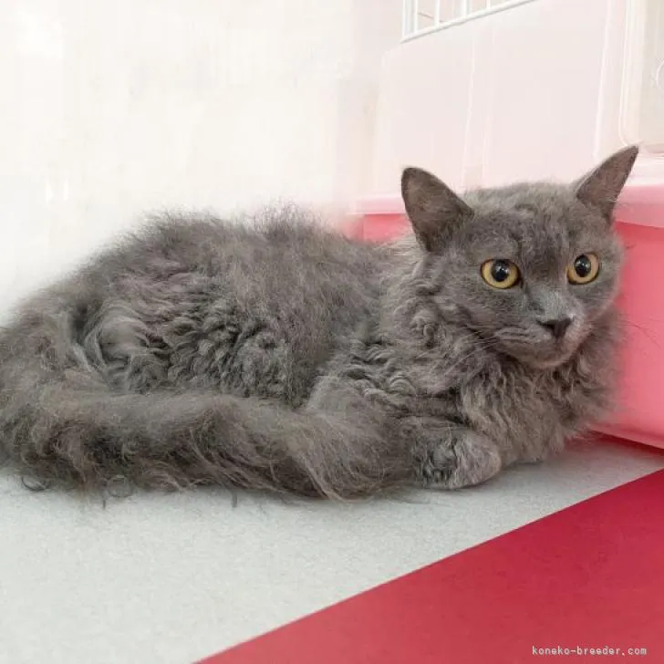 ID:2207-02525の子猫