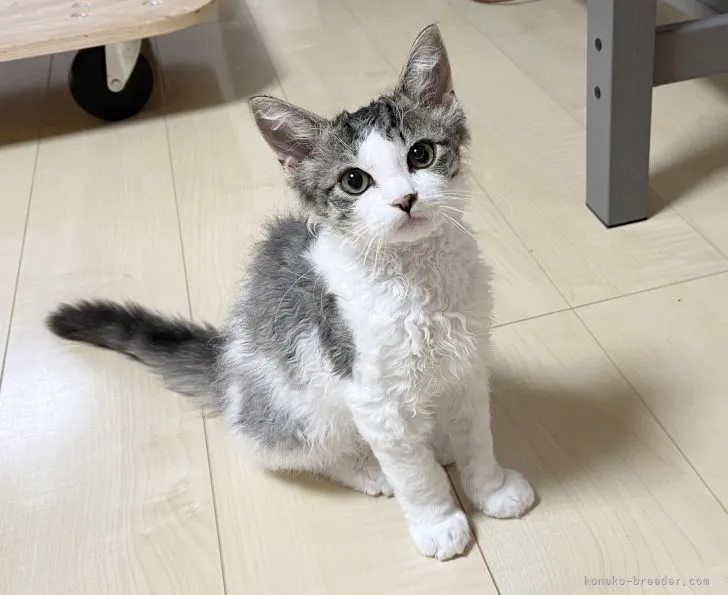 ID：2111-00853の子猫
