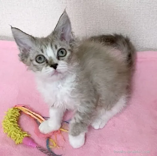 ID:1912-00066の子猫