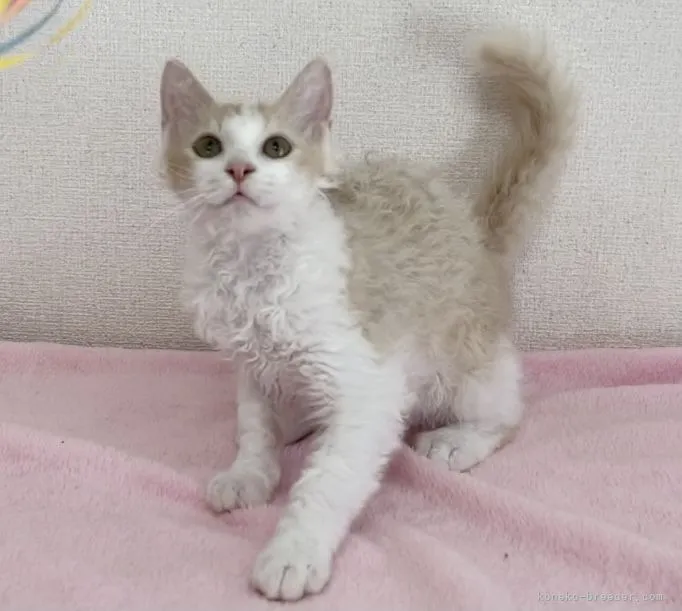 ID:2107-00891の子猫