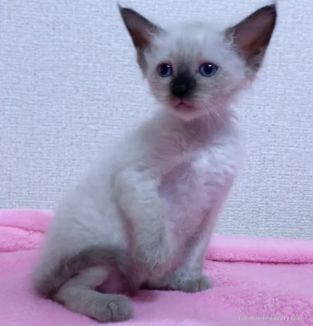 ID:1907-00913の子猫