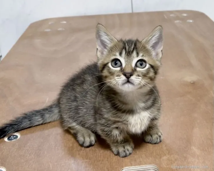 ID：2110-02503の子猫