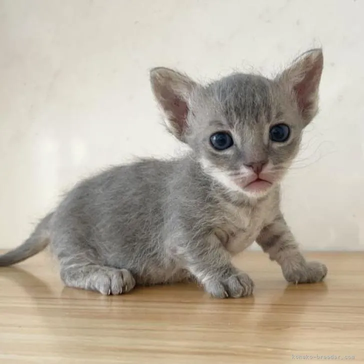 ID:2207-02334の子猫
