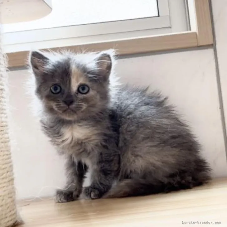 ID:2205-02792の子猫