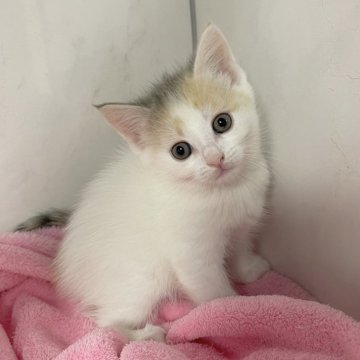 マンチカン(長足)【埼玉県・女の子・2024年7月3日・ブルートービーホワイト】の写真「8/31までの記載❣️オンライン見学受付中❣️」