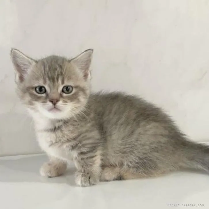 ID：2211-01029の子猫