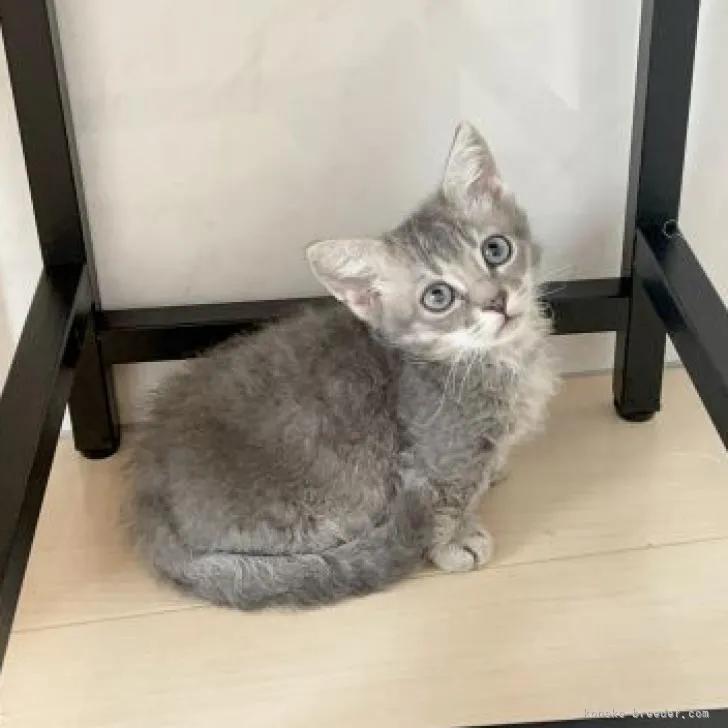 ID:2207-02333の子猫