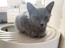 ラパーマ【埼玉県・女の子・2021年9月1日・】の写真2
