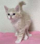 ラパーマ【埼玉県・男の子・2019年8月15日・クリームタビー&ホワイト】の写真2