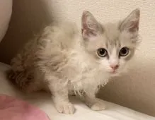 ラパーマ【埼玉県・男の子・2019年6月1日・】の写真3「くろくるの巻毛ちゃん🐱💞」