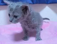 ラパーマ【埼玉県・女の子・2018年11月22日・】の写真3「上品なブルー色😻」