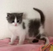 ラパーマ【埼玉県・男の子・2020年1月1日・ブルー&ホワイト】の写真3