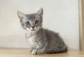 スクーカム【埼玉県・男の子・2022年7月13日・ブルータビー】の写真3