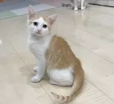 マンチカン(長足)【埼玉県・男の子・2024年8月24日・レッドタビーホワイト】の写真4