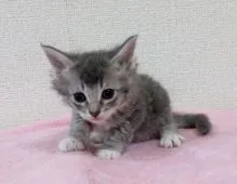 ラパーマ【埼玉県・女の子・2021年12月29日・ブルータビー&ホワイト】の写真4