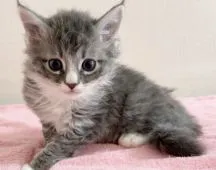 ラパーマ【埼玉県・女の子・2020年11月18日・ブルータビー&ホワイト】の写真4