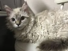 ラパーマ【埼玉県・男の子・2019年6月1日・ブルーポイント】の写真5「トリプルチャンピオンのママ猫🐱」