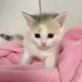 マンチカン(長足)【埼玉県・女の子・2024年7月3日・ブルートービーホワイト】の写真5