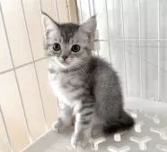 マンチカン(長足)【埼玉県・女の子・2025年9月15日・ブルートービー】の写真6