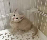 マンチカン(短足)【埼玉県・男の子・2025年9月8日・クリームタビー】の写真7