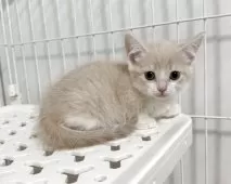 マンチカン(短足)【埼玉県・女の子・2025年9月8日・クリームタビーホワイト】の写真8