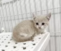 マンチカン(短足)【埼玉県・女の子・2025年9月8日・クリームタビーホワイト】の写真9