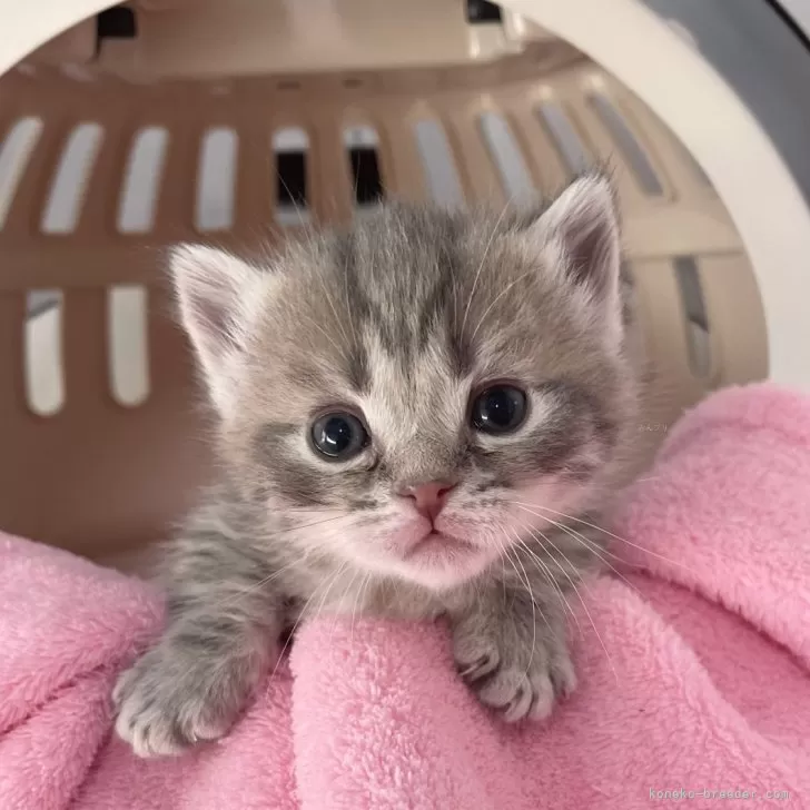 マンチカン(短足)【埼玉県・男の子・2025年2月3日・ブルータビー】の写真1