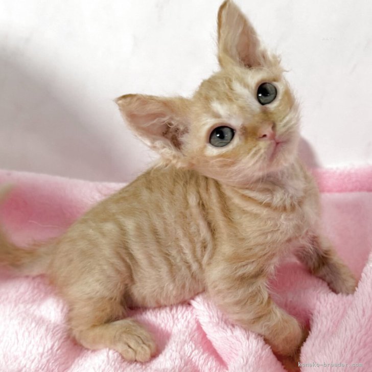 ブリーダー画像