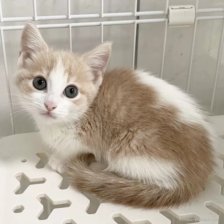 ID：2503-02712の子猫