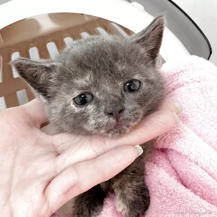 マンチカン(短足)【埼玉県・女の子・2025年11月14日・ブルートービー】の写真1