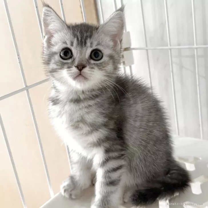 マンチカン(長足)【埼玉県・女の子・2025年9月15日・ブルートービー】の写真1