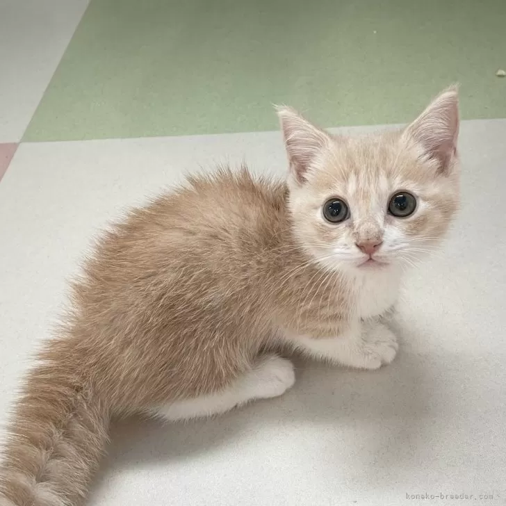 ID：2503-02713の子猫