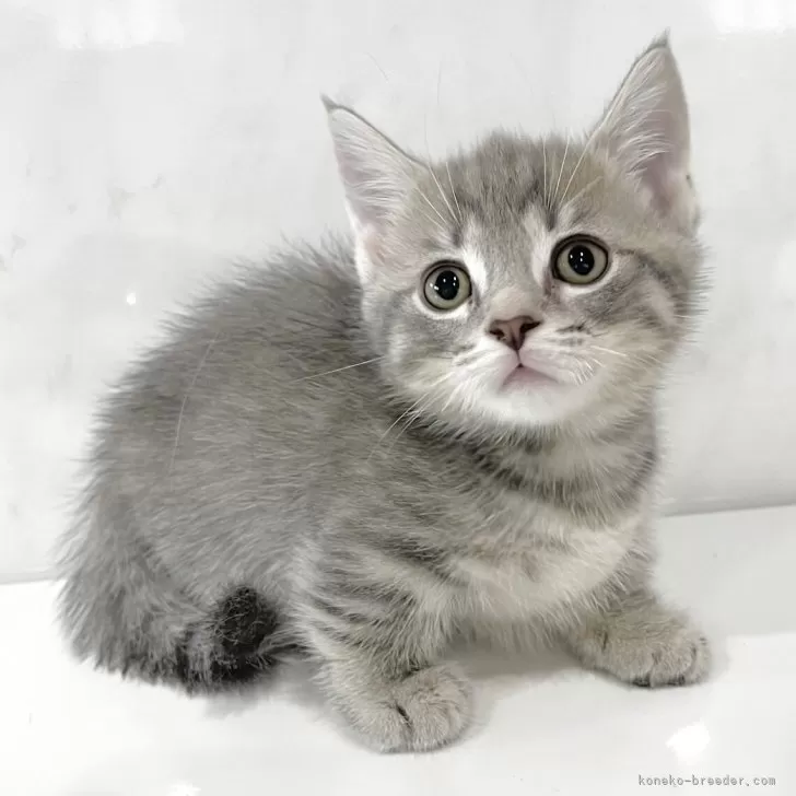 S.S 様のお迎えした子猫