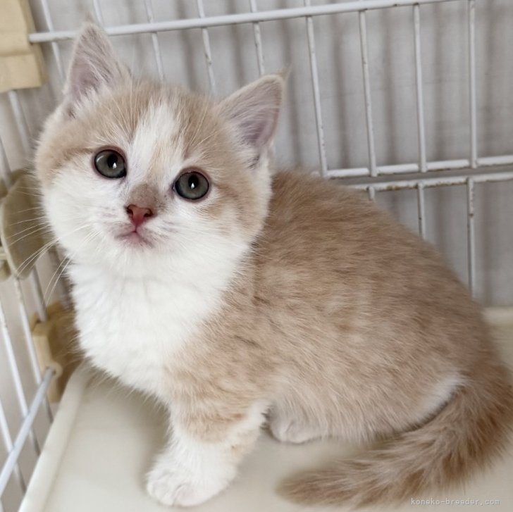 ブリーダー画像