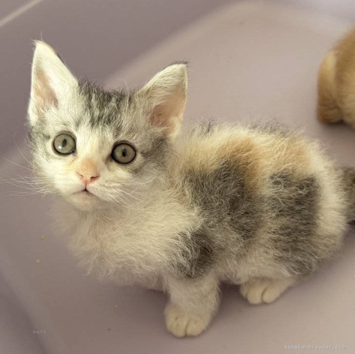 ブリーダー画像