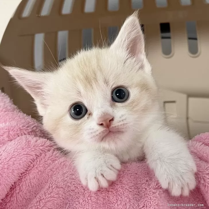 ID：2504-03660の子猫