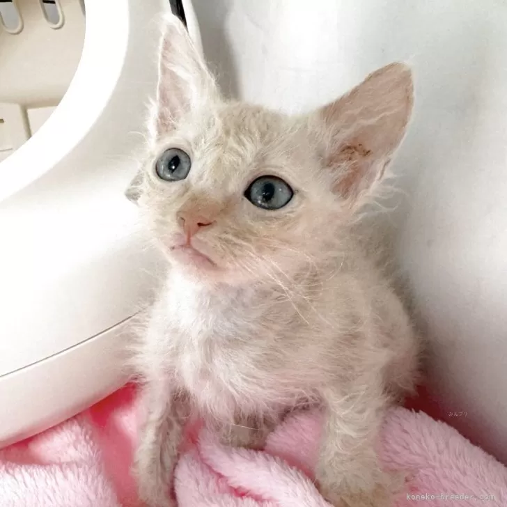 ラパーマ【埼玉県・男の子・2025年10月5日・クリームタビー】の写真1