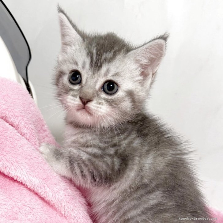 ブリーダー画像