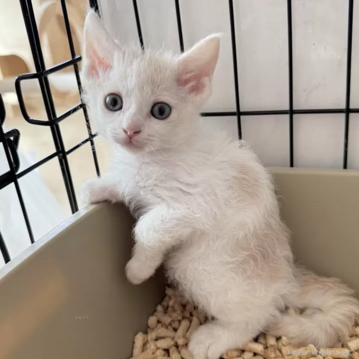 ID：2511-00474の子猫