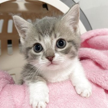 マンチカン(短足)【埼玉県・男の子・2025年5月6日・ブルータビーホワイト】の写真「カード決済OK❣️オンライン見学受付中❣️」