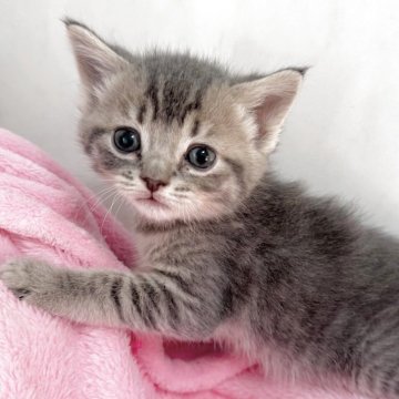 マンチカン(長足)【埼玉県・男の子・2025年11月1日・ブルータビー】の写真「最新動画お問合OK❣️オンライン見学受付中❣️」