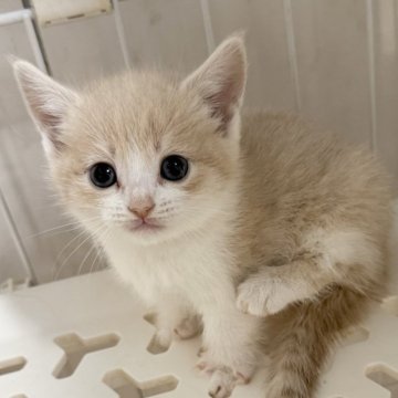 マンチカン(短足)【埼玉県・女の子・2025年9月8日・クリームタビーホワイト】の写真「オンライン見学受付中❣️」
